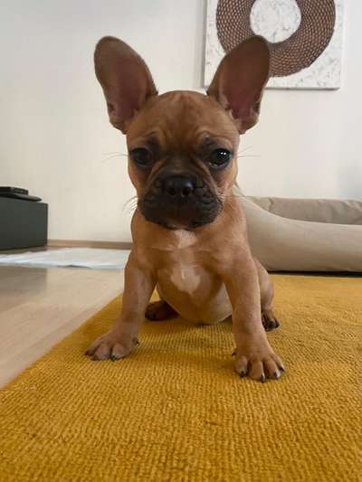 Zeigt her eure Frenchi-Beitrag-Bild