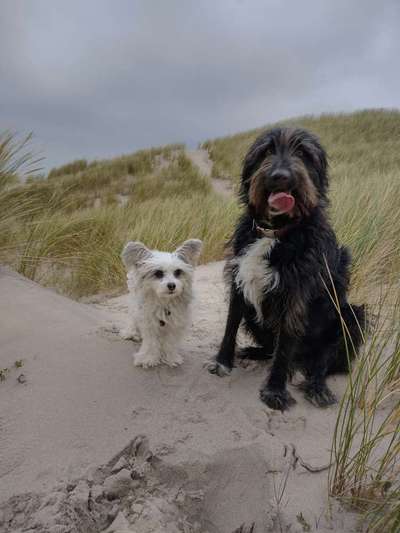 Seltene Rassen!-Beitrag-Bild