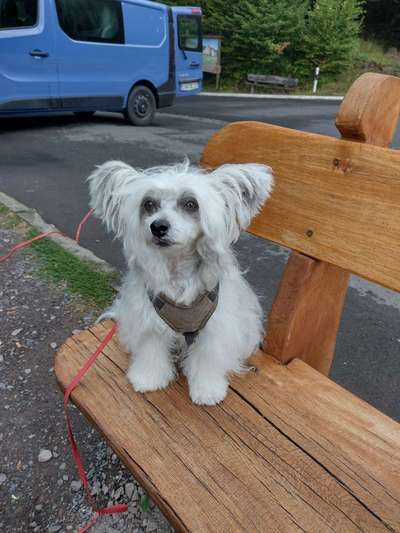 Chinese Crested (Chinesischer Schopfhund)-Beitrag-Bild