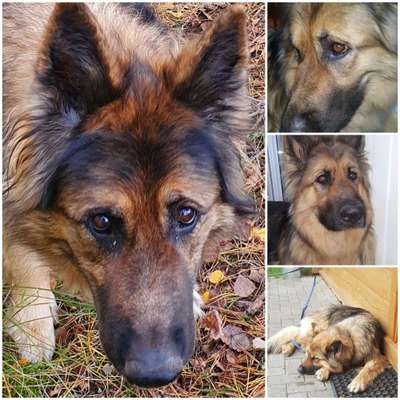 Unsere Fellnasen im Regenbogenland-Beitrag-Bild