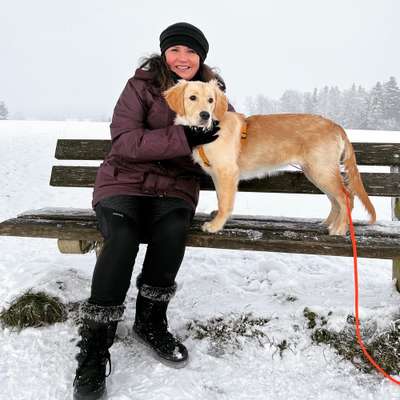 Hundetreffen-Golden Retriever/ Junghund-Bild