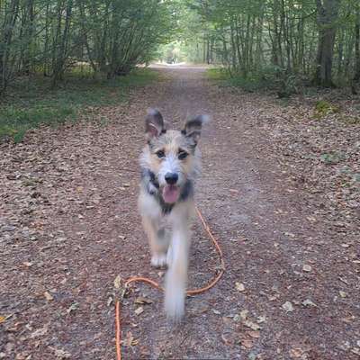 Hundetreffen-🐾 Spiel- & Gassipartner gesucht 🐾-Bild