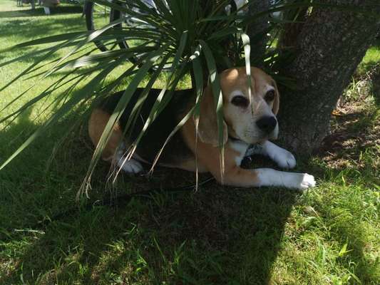 Dogorama Photo Challenge - Schattiges Plätzchen-Beitrag-Bild