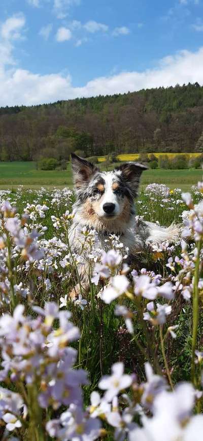 Fotochallange 63: "Dein blühendes Hündchen"-Beitrag-Bild