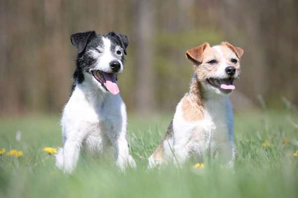 Wo sind die Jack und Parson Russell Terrier?-Beitrag-Bild
