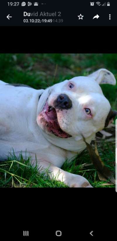 Handy Foto Challange Nr. 46  Happy Dog-Beitrag-Bild