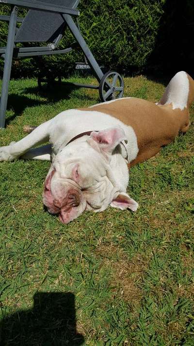 Olde English Bulldogge-Beitrag-Bild