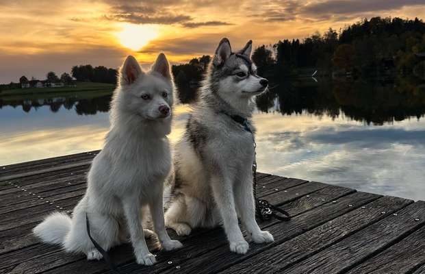 Pomsky-Beitrag-Bild