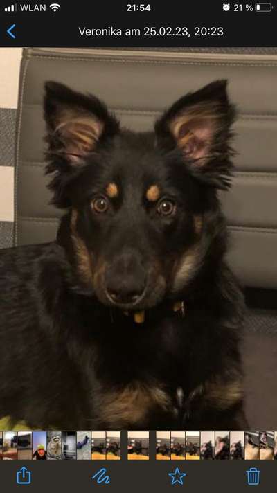 Altdeutsche Hütehunde-Beitrag-Bild