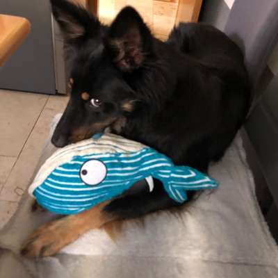 Hundetreffen-Hütehündin sucht sportlichen Spielkameraden-Bild