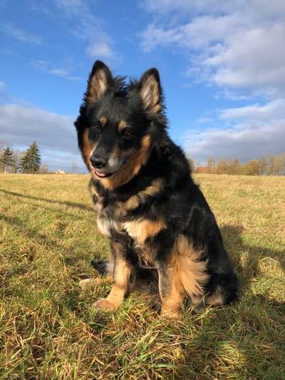 Altdeutsche Hütehunde-Beitrag-Bild