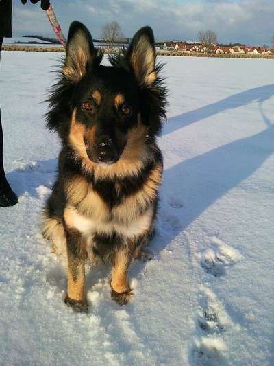 Dogorama Photo Challenge - Hundeblick zum hinschmelzen-Beitrag-Bild