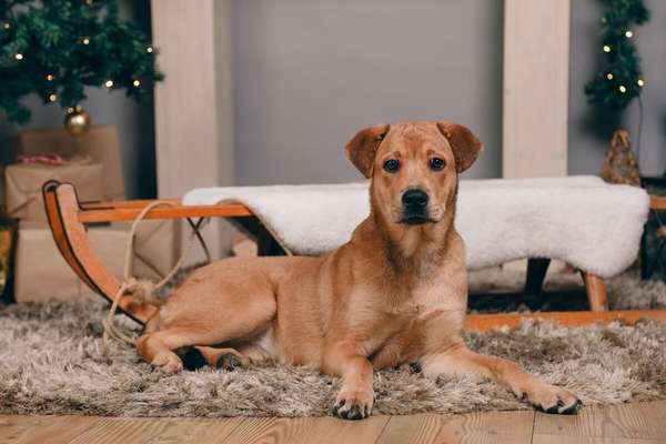 Shar Pei Mischlinge-Beitrag-Bild