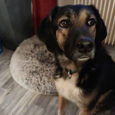 Hundetreffen-Spiel- und Spaß Runde-Profilbild