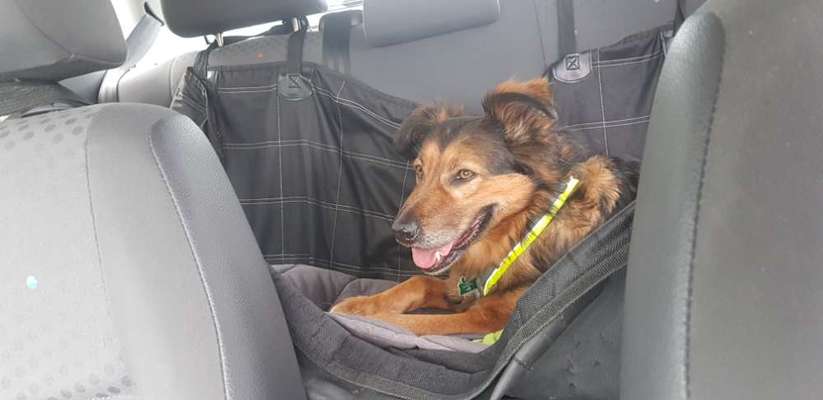 Hund auf der Rücksitz Bank, VW Polo-Beitrag-Bild