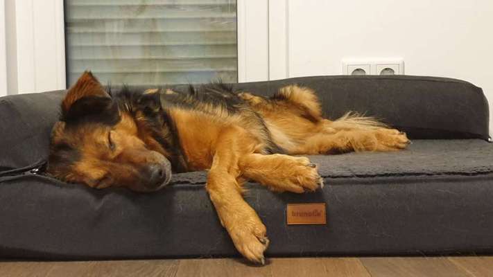 Dogorama Photo Challenge - Hundeblick zum hinschmelzen-Beitrag-Bild