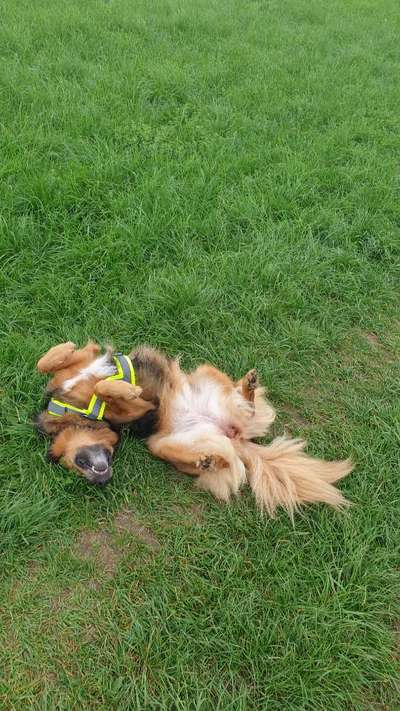 Fotosammlung: ,,Der natürliche Hund" Unbearbeitet, ungestellt und in Natura-Beitrag-Bild