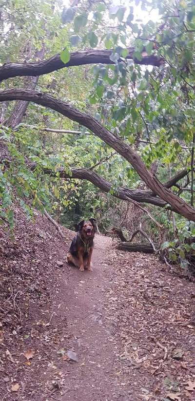 Foto -Challenge  Thema : Dein Hund Im Wald-Beitrag-Bild