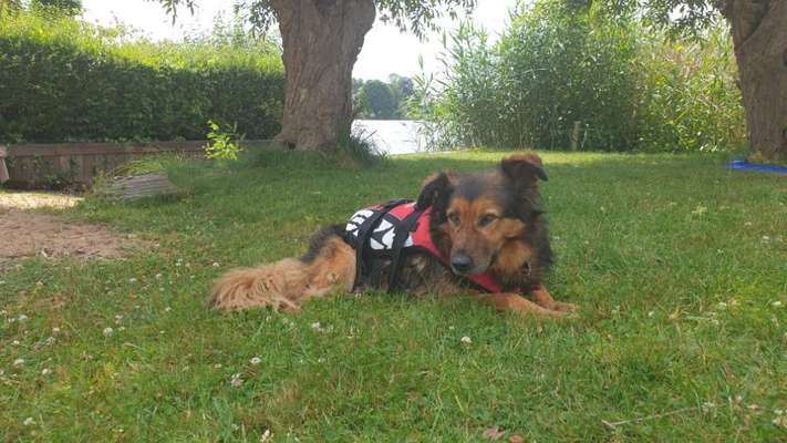 Eure Erfahrungen mit Hunden aus dem (Auslands)Tierschutz-Beitrag-Bild