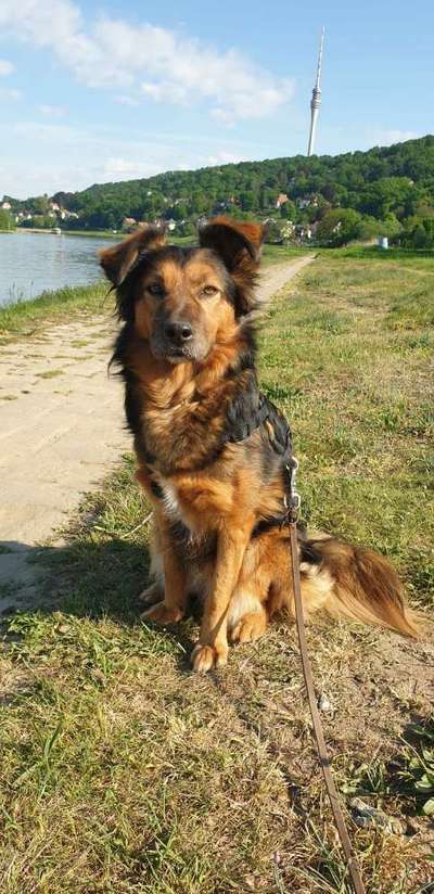 Das erste Bild eures Hundes-Beitrag-Bild