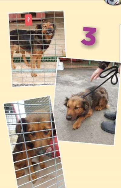 Das erste Bild eures Hundes-Beitrag-Bild