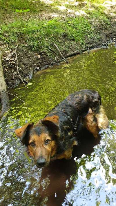 Eure Erfahrungen mit Hunden aus dem (Auslands)Tierschutz-Beitrag-Bild