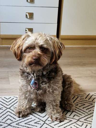 Bolonka Zwetna Freunde-Beitrag-Bild