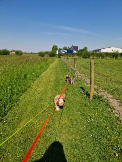 Gassi mit zwei Hunden-Beitrag-Bild