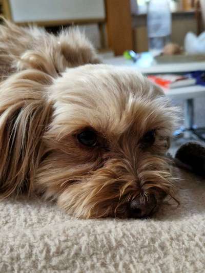 Hunde Porträt (Portrait) Galerie....-Beitrag-Bild