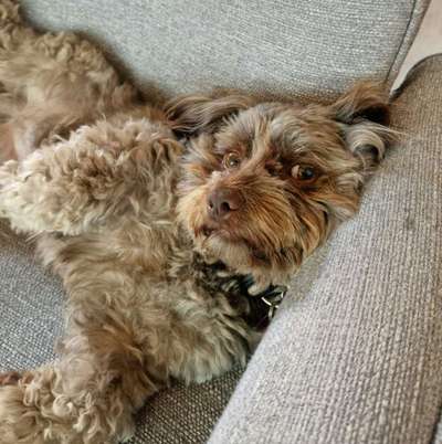 Hunde Porträt (Portrait) Galerie....-Beitrag-Bild