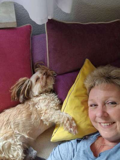 Yorkshire Terrier-Beitrag-Bild