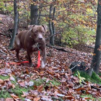 Hundetreffen-Listenhunde