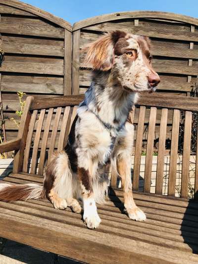 Hunderunde-Beitrag-Bild