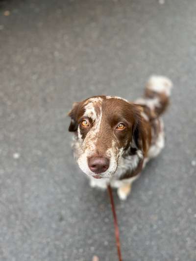 Hundetreffen-Mutti-Hund-Walk-Bild