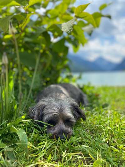 Hundetreffen-Spazierfreunde gesucht :)-Bild