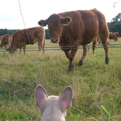 Hundetreffen-Welpentreff-Bild