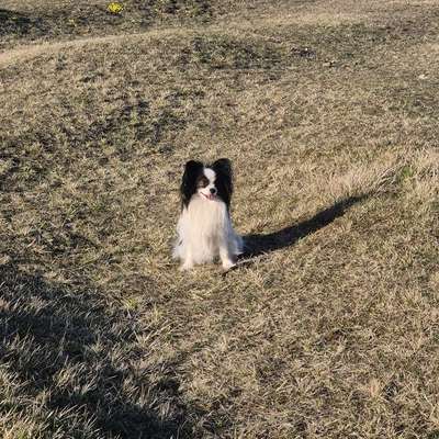 Hundetreffen-Spiel und Gassitreff München Nord(Aumeister)-Bild