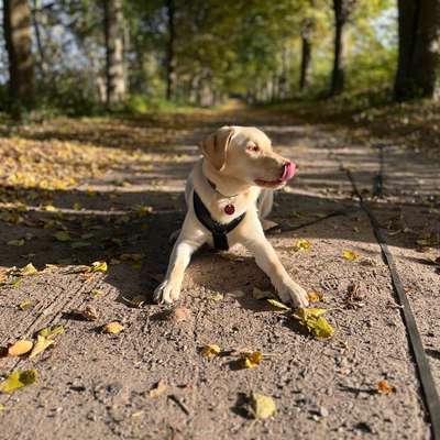 Hundetreffen-Gassi/ Spieltreffen 🐶🌳🐕🌳🐩-Bild
