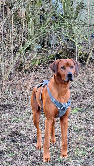 Rhodesian Ridgeback-Beitrag-Bild