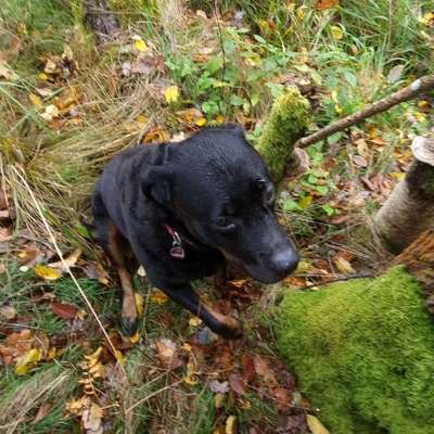 Hundetreffen-Sozial walk spielrunde gerne auch mit trainingseinheiten-Profilbild