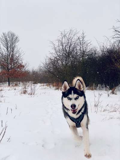 Die Dogorama Kalender Challenge Teil 2/4-Beitrag-Bild