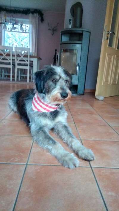 Gibts hier Mioritic Besitzer?-Beitrag-Bild