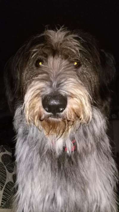 Gibts hier Mioritic Besitzer?-Beitrag-Bild