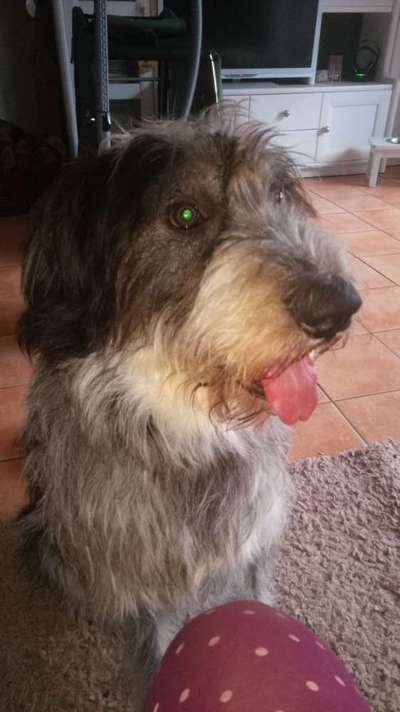 Gibts hier Mioritic Besitzer?-Beitrag-Bild