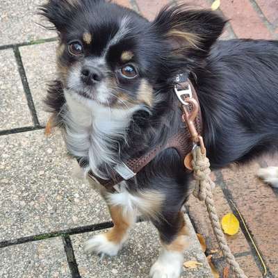 Hundetreffen-Willst du mit mir spielen/ Gassi gehen?🐶-Bild