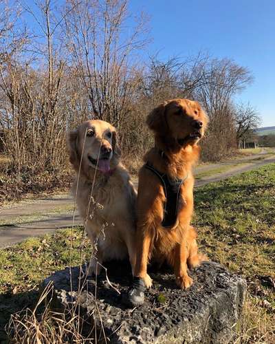 Wo sind die Golden Retriever Liebhaber?-Beitrag-Bild