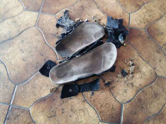 Zeig mir, dass du mit einem hund zusammenlebst....-Beitrag-Bild