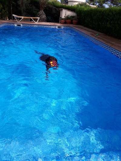 Die Dogorama Wochen Challenge: “Dein Hund im Urlaub”-Beitrag-Bild