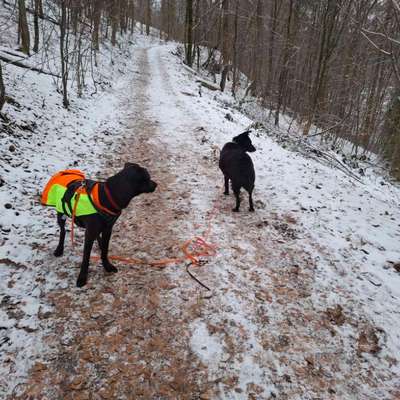 Hundetreffen-Spaziergänge, Wanderungen & gemeinsamer Austausch-Bild