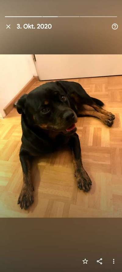 Rottweiler/-Mischlinge-Beitrag-Bild